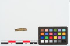 Foto von Beinperle (NHMW-PRAE-023991)